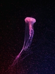 水母 海洋生物