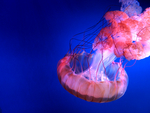 水母 海洋生物
