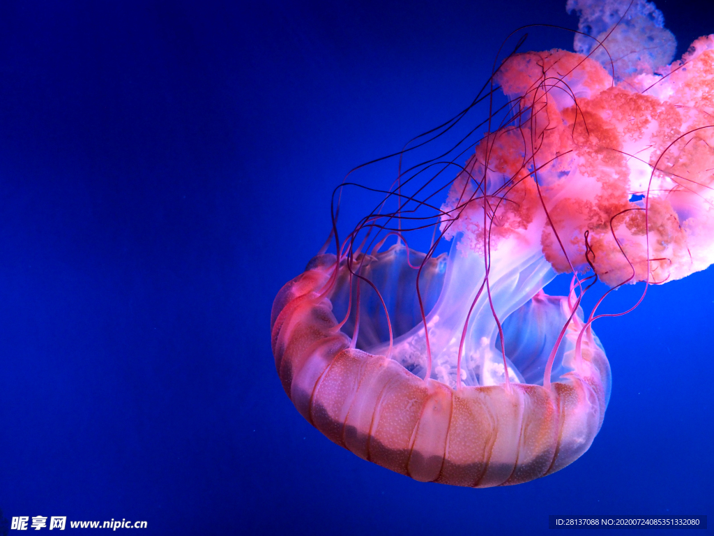 水母 海洋生物