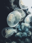 水母 海洋生物