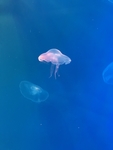 水母 海洋生物