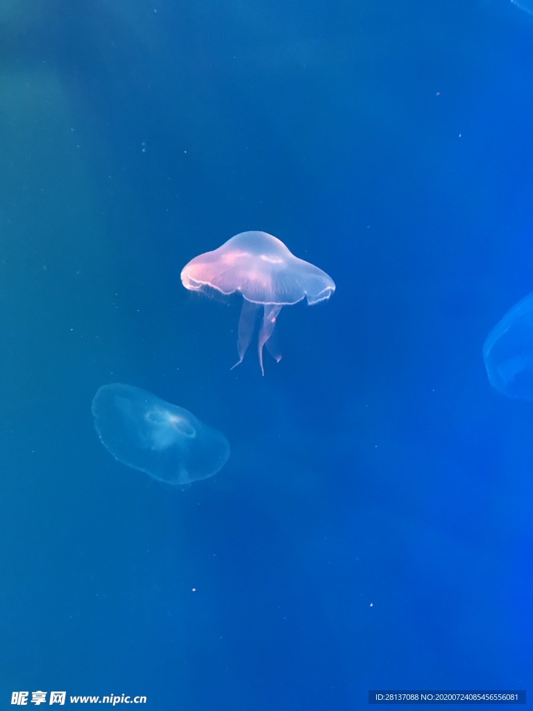 水母 海洋生物