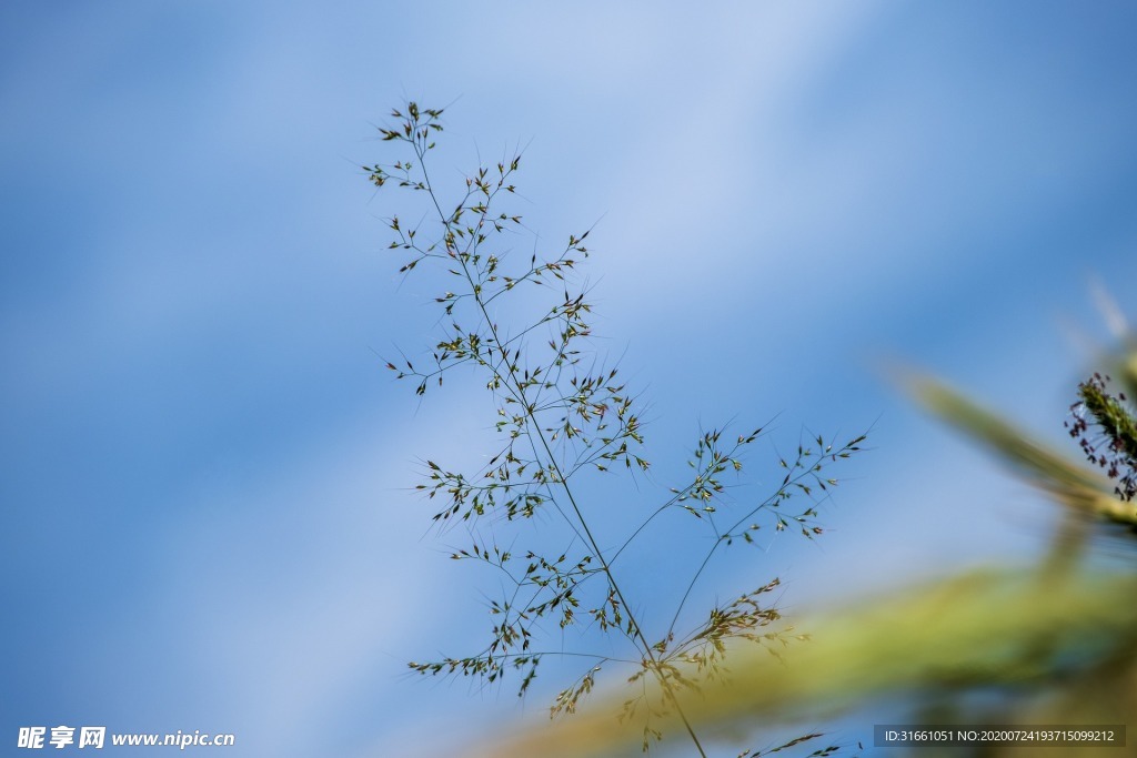 野生植物