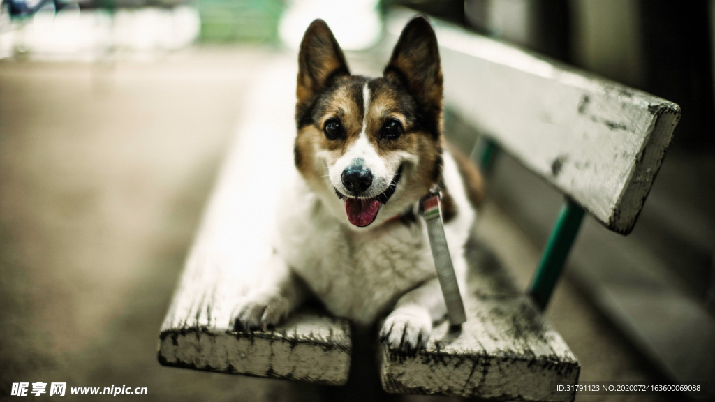 狗