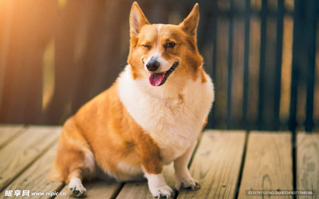 狗