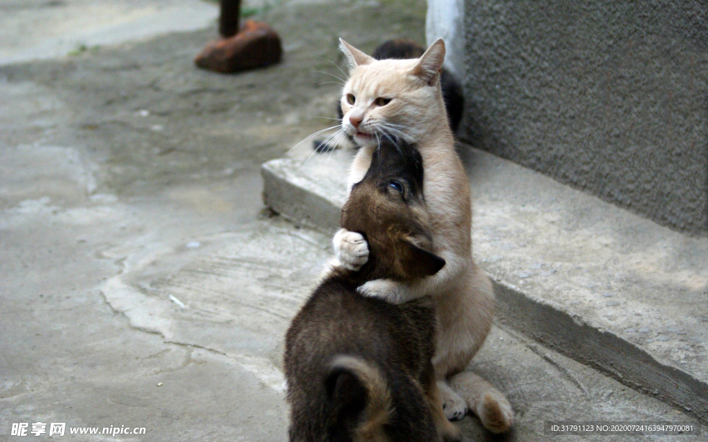 猫狗