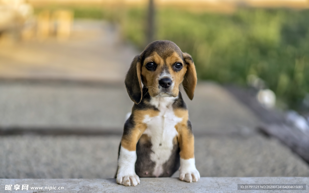 狗