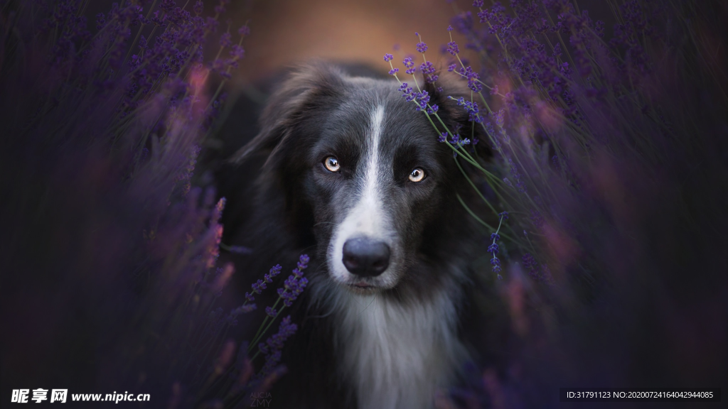 狗