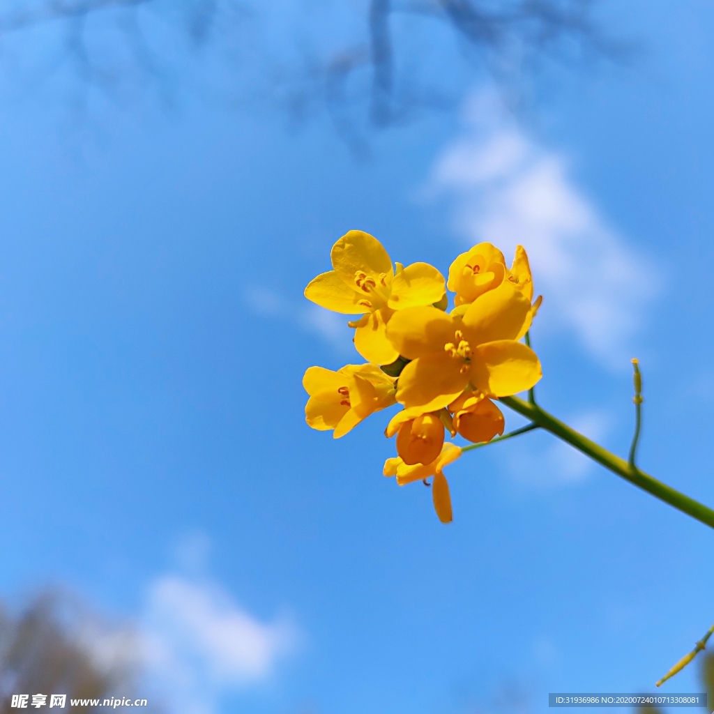 花