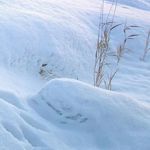 雪中独立