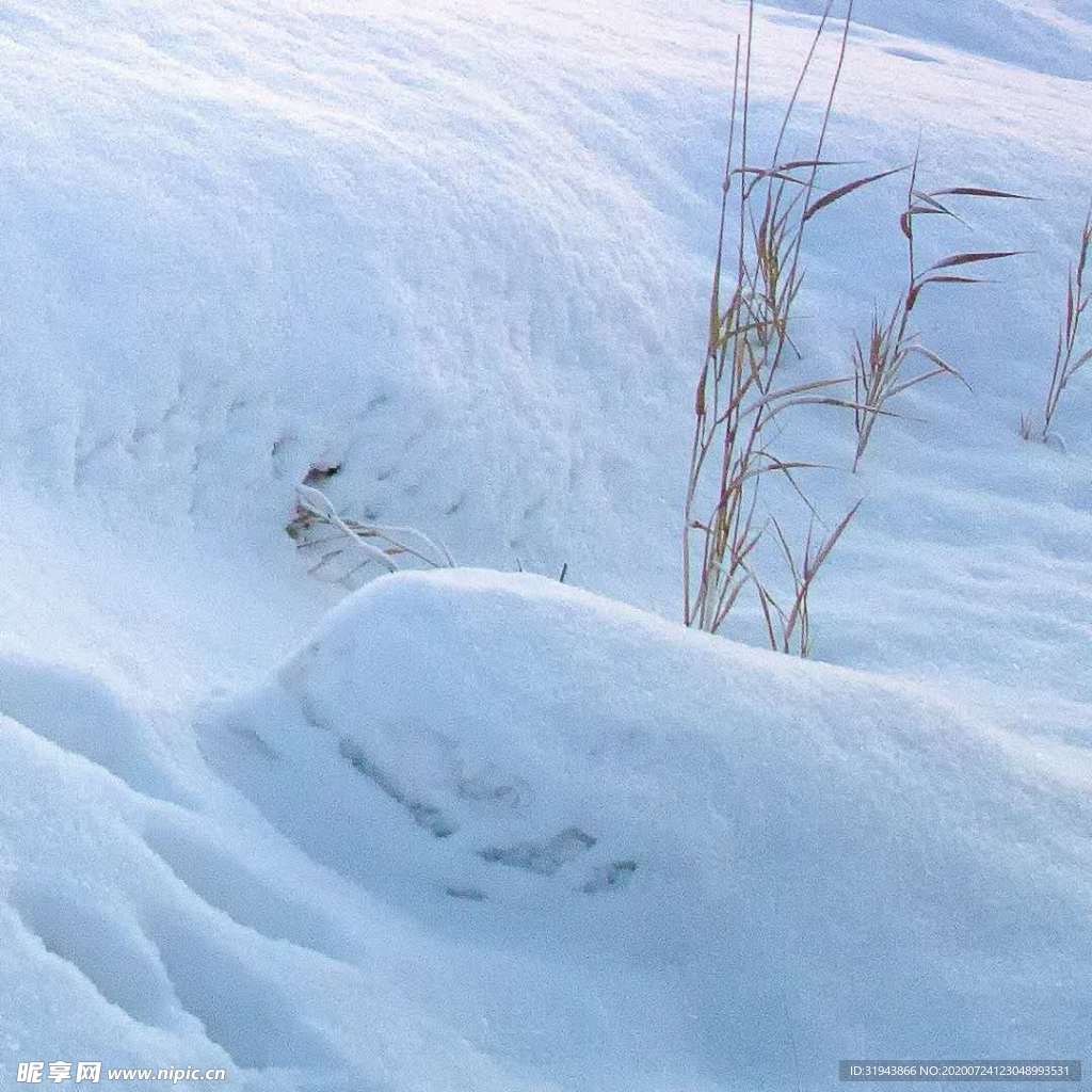 雪中独立