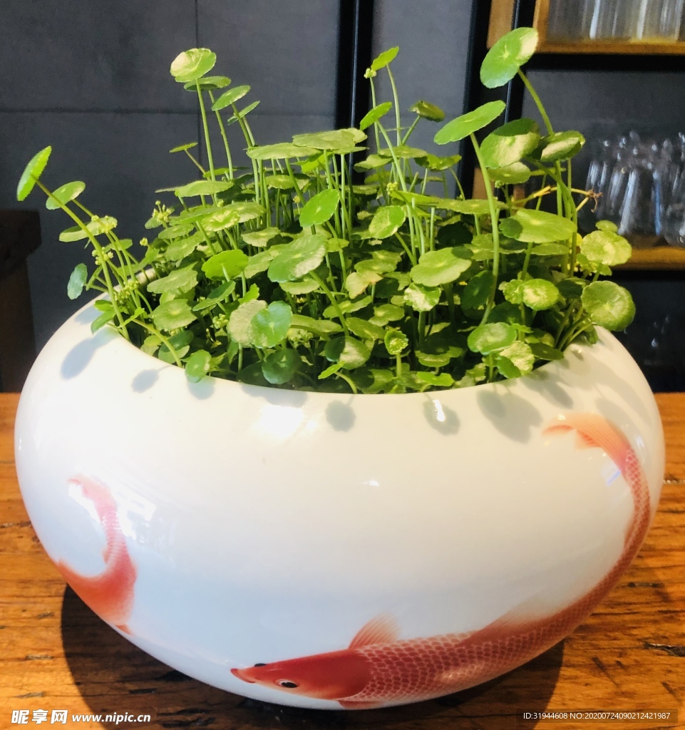 铜钱草