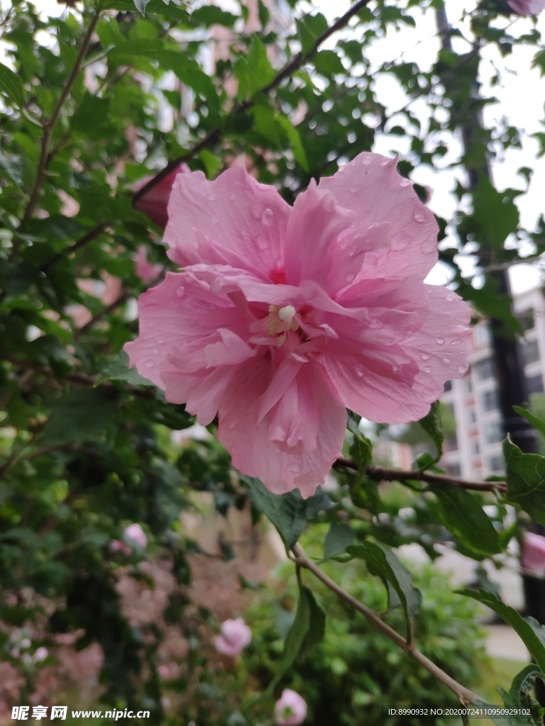 木槿花