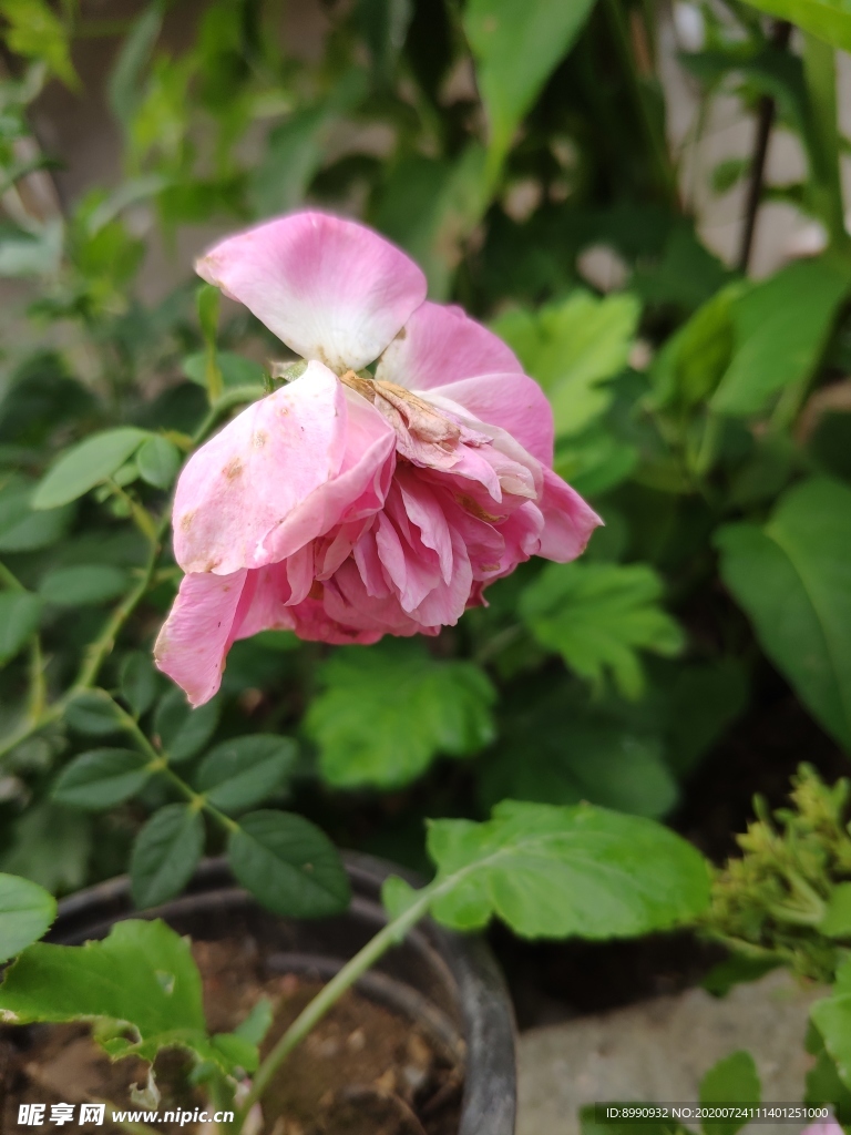 月季花