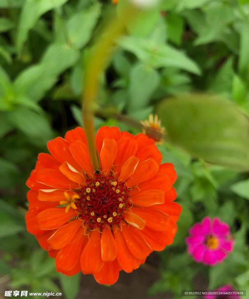 盛开的花