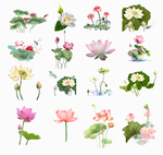 荷花素材