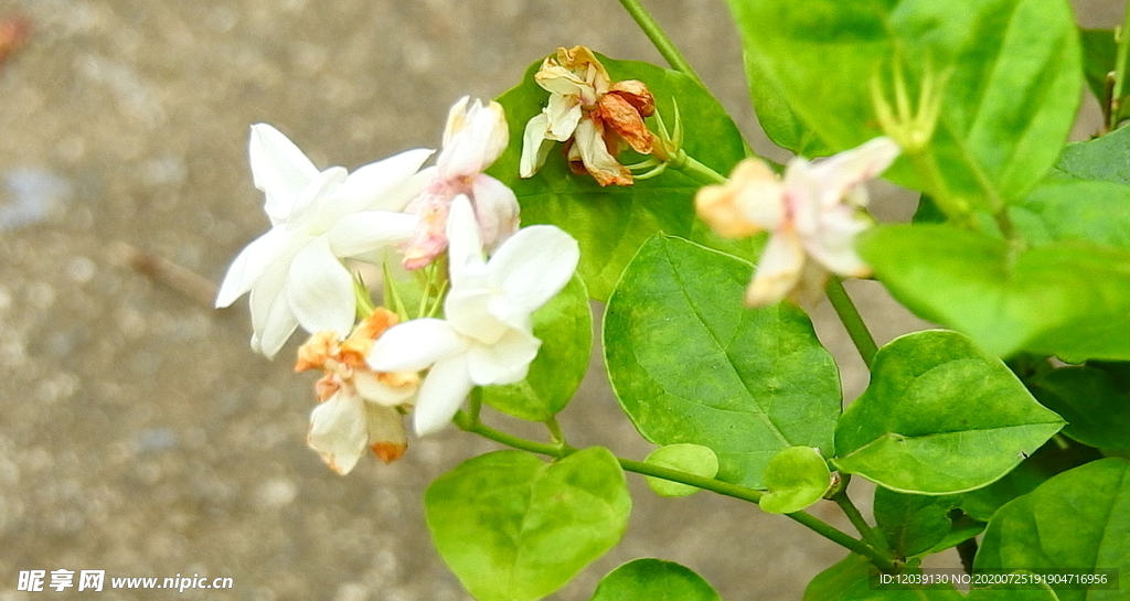 茉莉花实拍视频