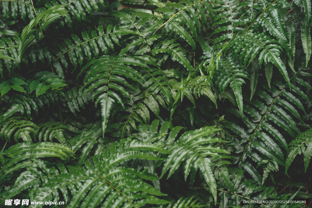 树叶背景