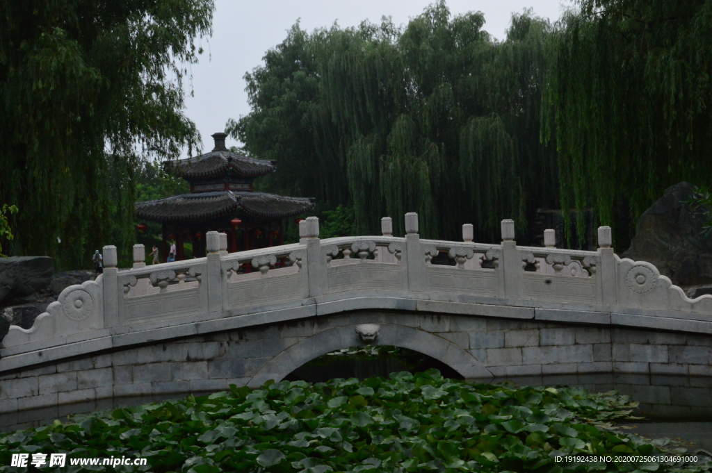 荷塘风景