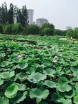 摄影荷花素材
