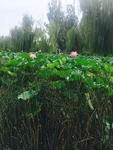 摄影荷花素材