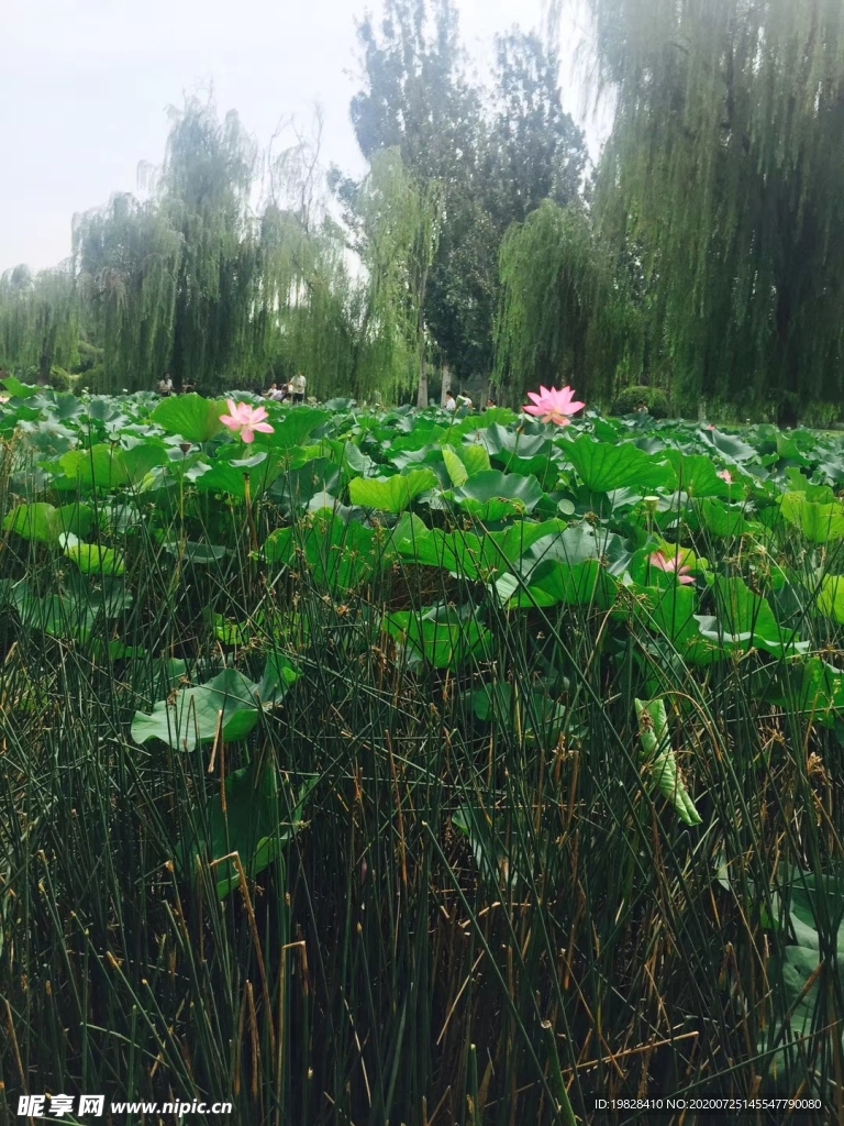 摄影荷花素材