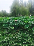 摄影荷花素材
