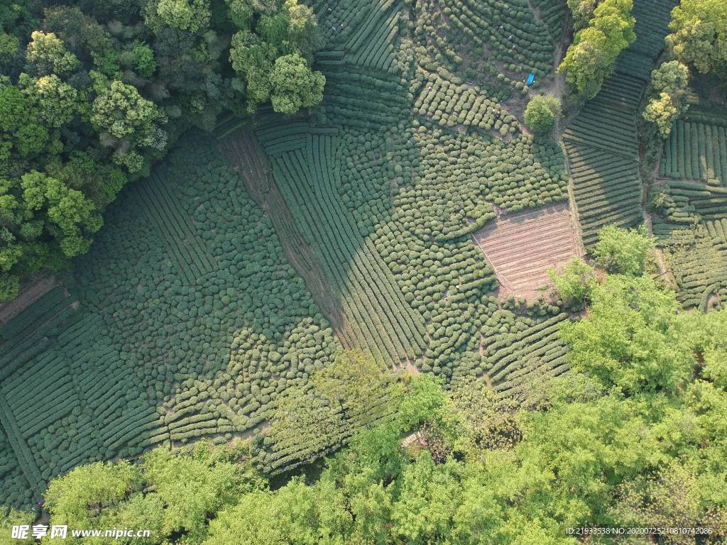 航拍鸟瞰茶田鸟瞰茶园茶