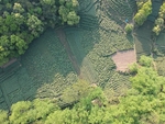 航拍鸟瞰茶田鸟瞰茶园茶