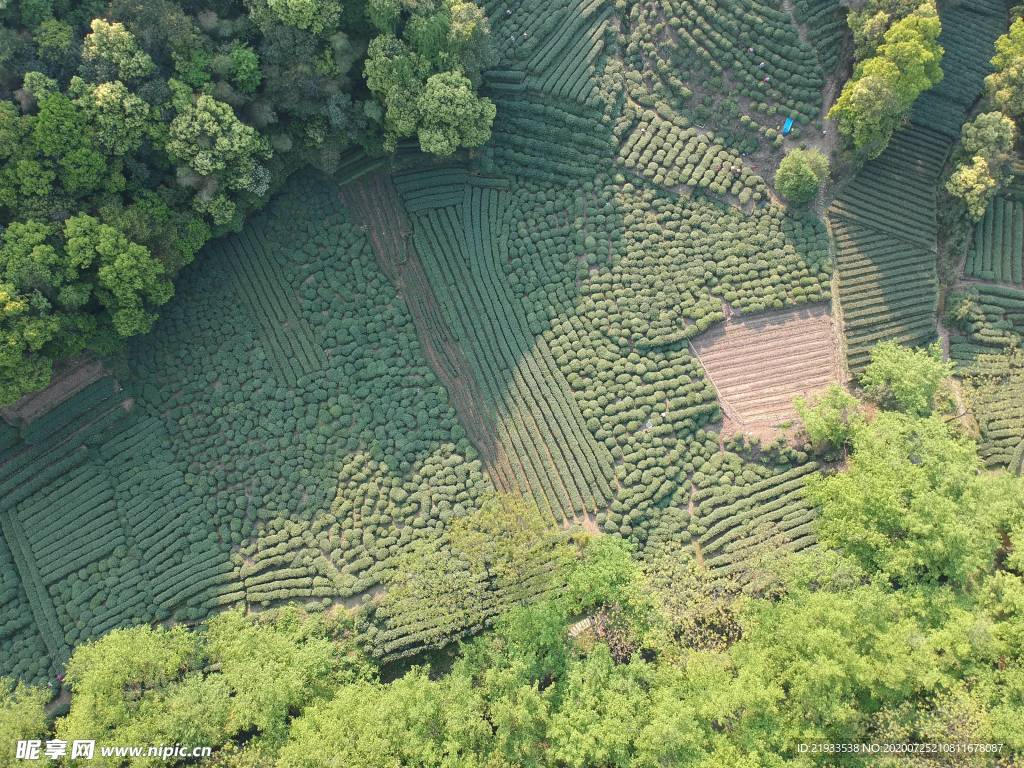 航拍鸟瞰茶田鸟瞰茶园茶