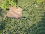航拍鸟瞰茶田鸟瞰茶园茶