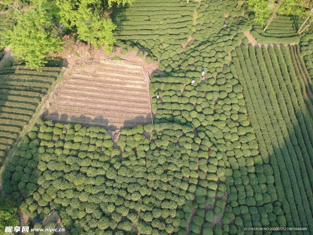 航拍鸟瞰茶田鸟瞰茶园茶