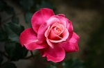 玫瑰花