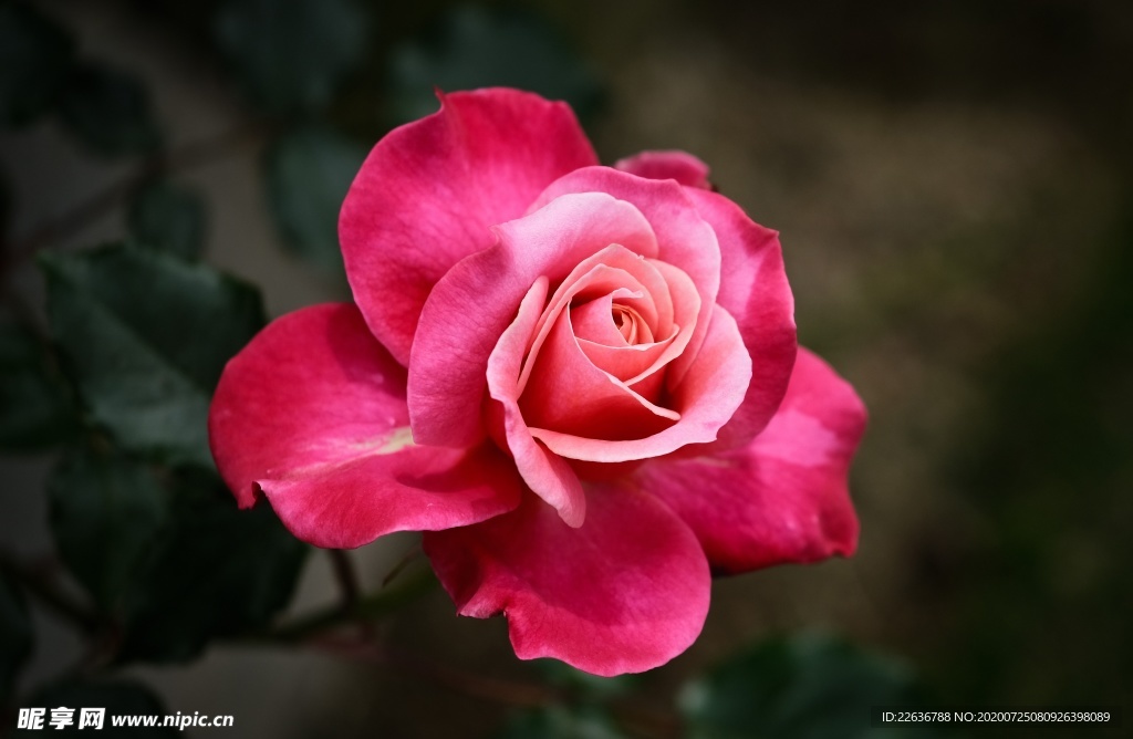 玫瑰花