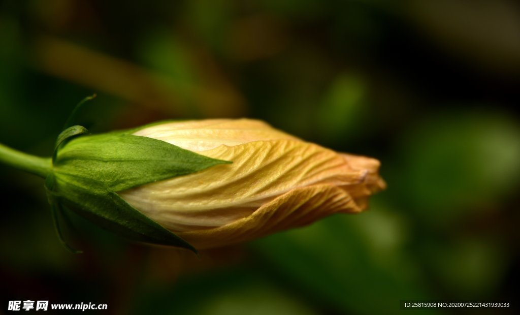 芙蓉花