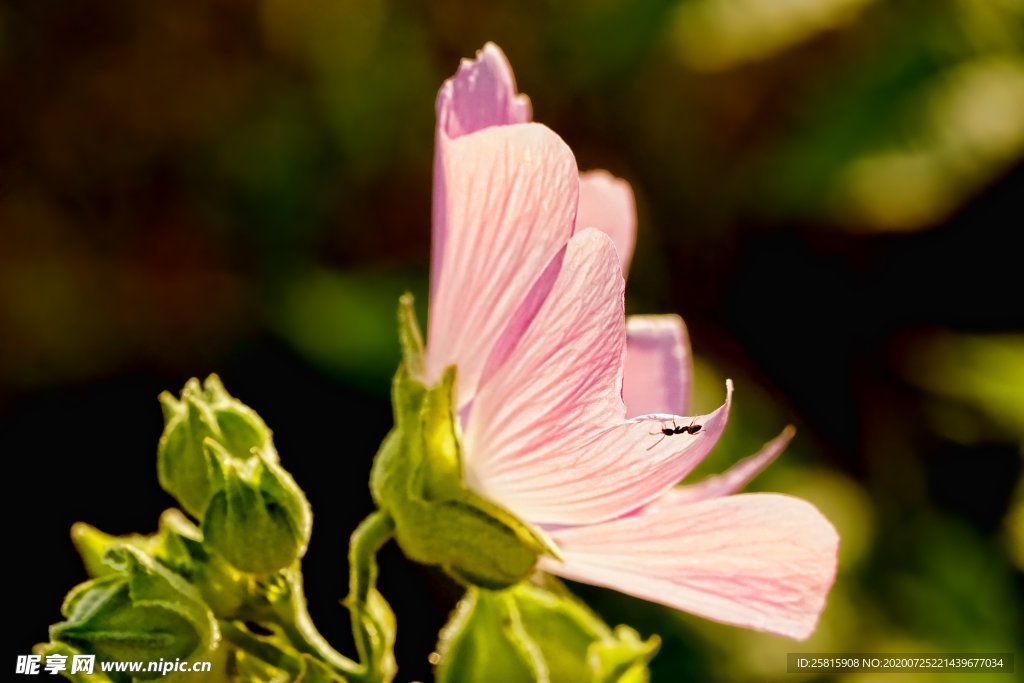 芙蓉花