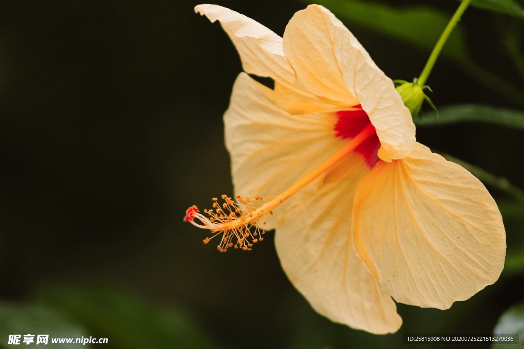 芙蓉花