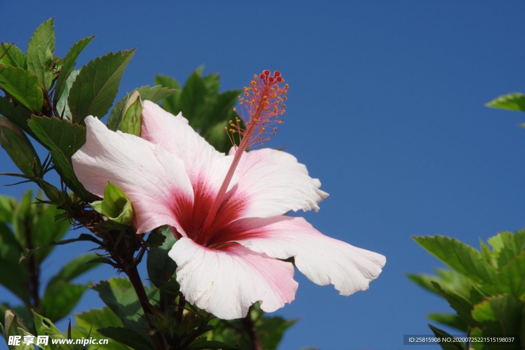 芙蓉花