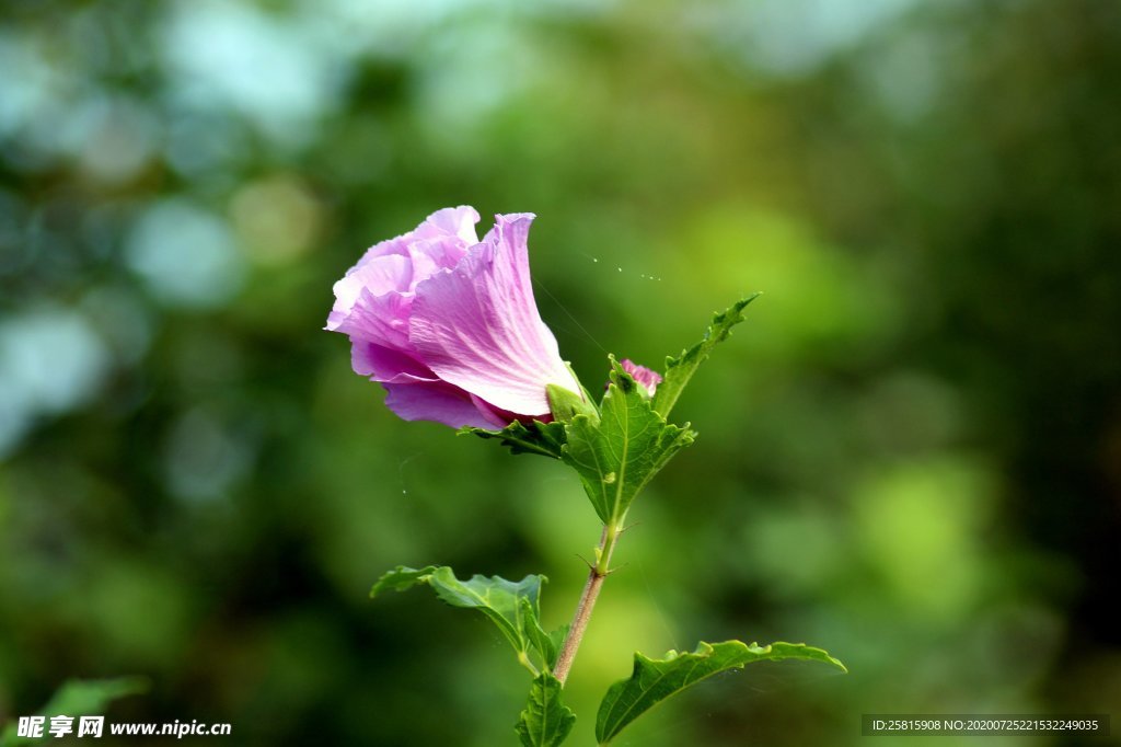 芙蓉