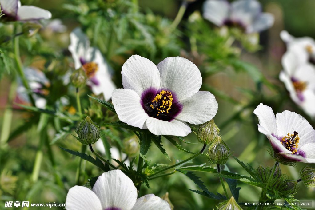 芙蓉