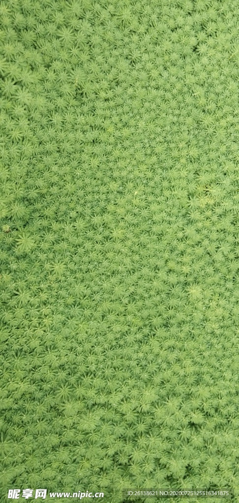 草