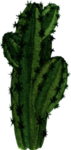 绿植水彩插画