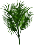 绿植水彩插画