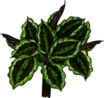 绿植水彩插画