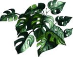 绿植水彩插画
