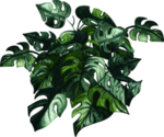 绿植水彩插画