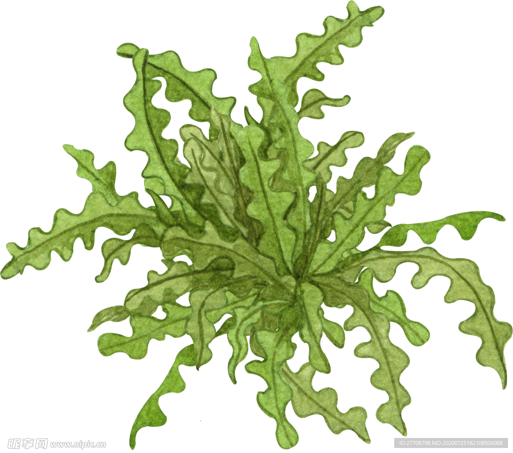 绿植水彩插画