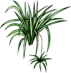 绿植水彩插画