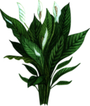 绿植水彩插画