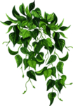 绿植水彩插画